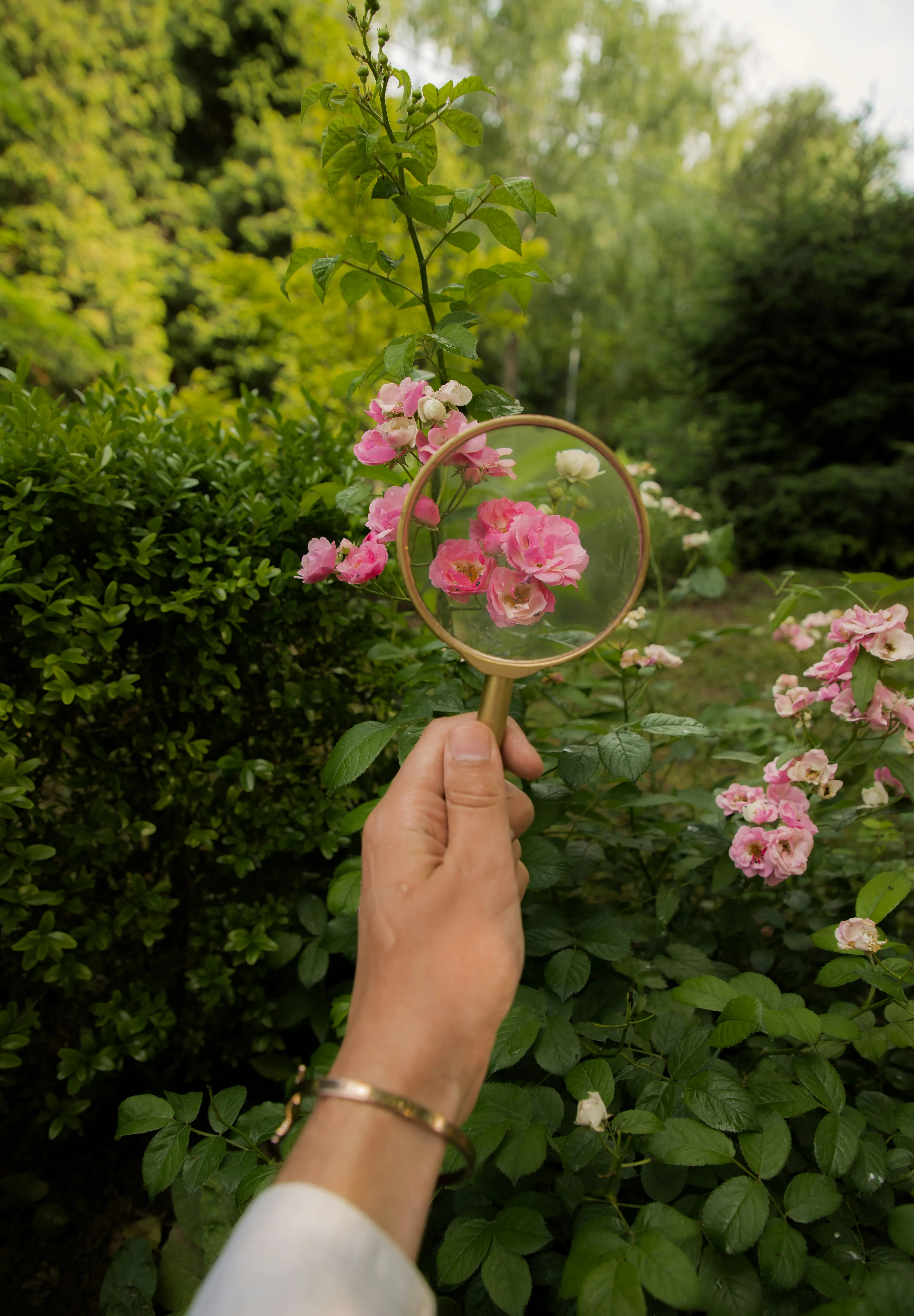 Une main tenant une loupe au-dessus de roses sauvages, métaphore de l'observation et de la croissance