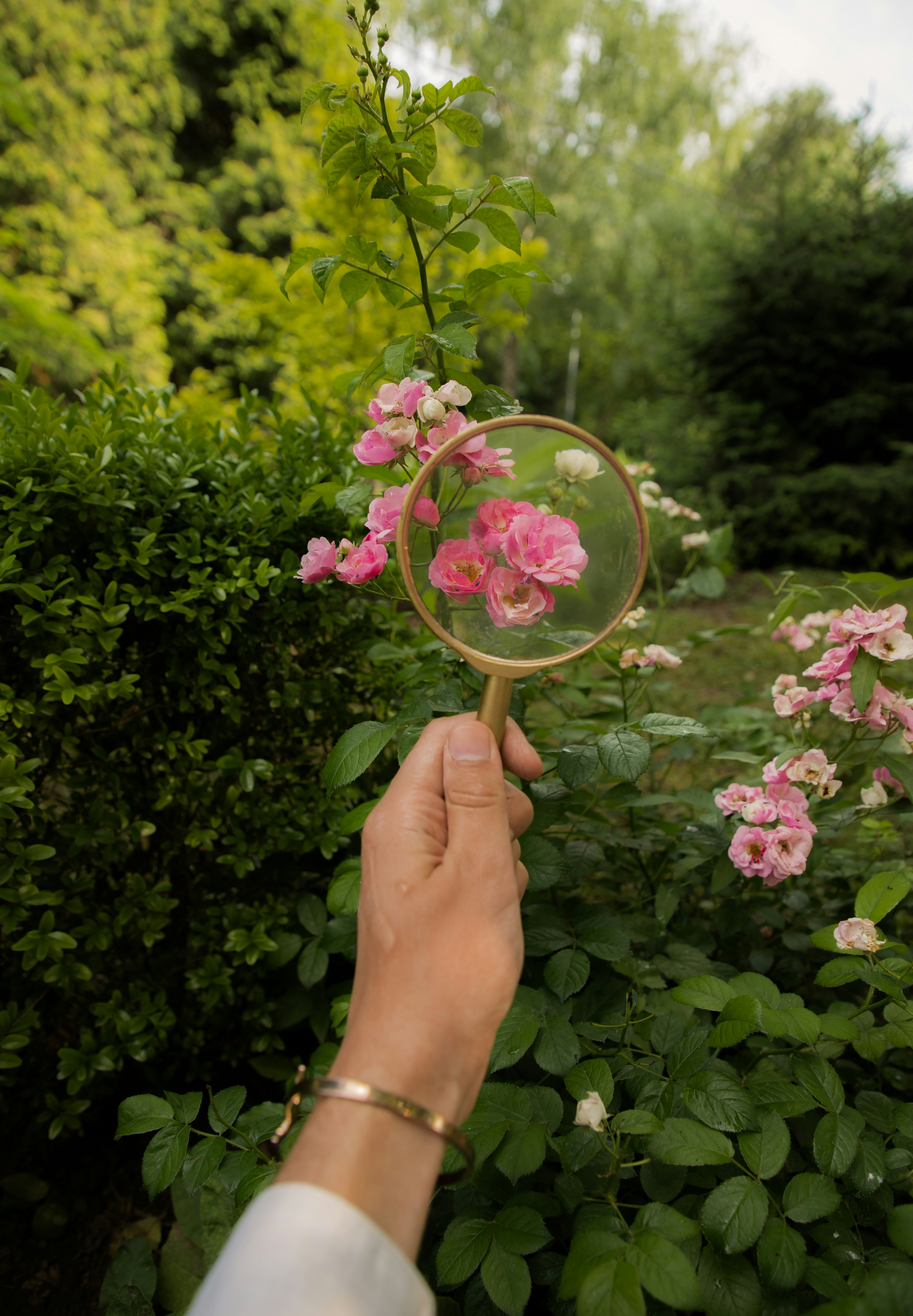 A hand holding a magnifying glass over wild roses, a metaphor for noticing and growth